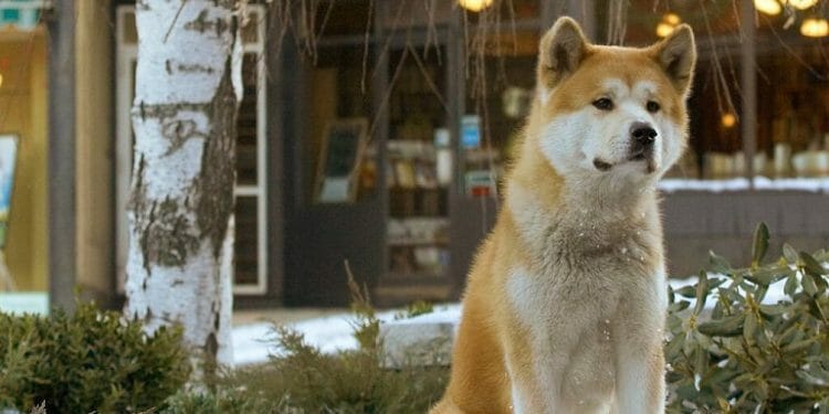 Disney dog movies - Hachi: A Dog's Tale